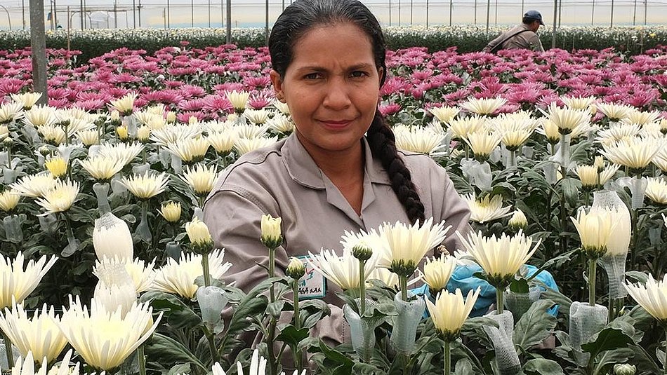 Neue Importquellen von Schnittblumen finden