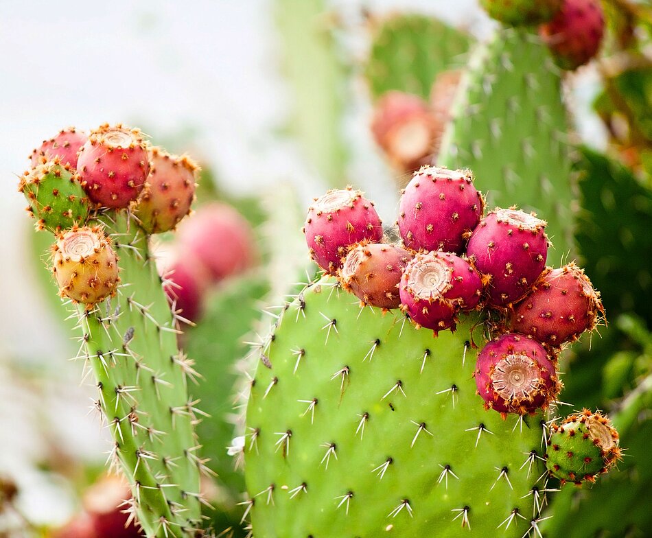 Prickly Pear Seed Oil from Morocco Product information Prickly Pear Seed Oil