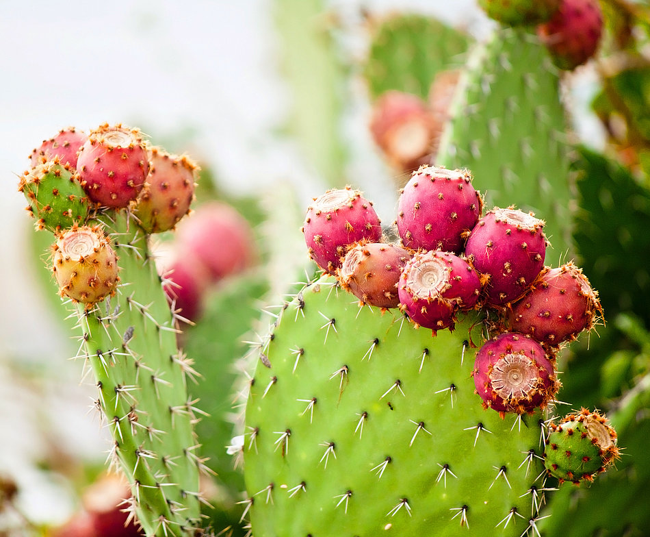 Product information Prickly Pear Seed Oil