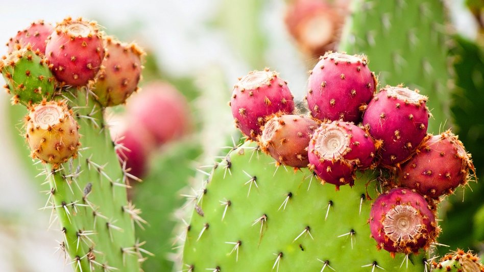 Product information Prickly Pear Seed Oil