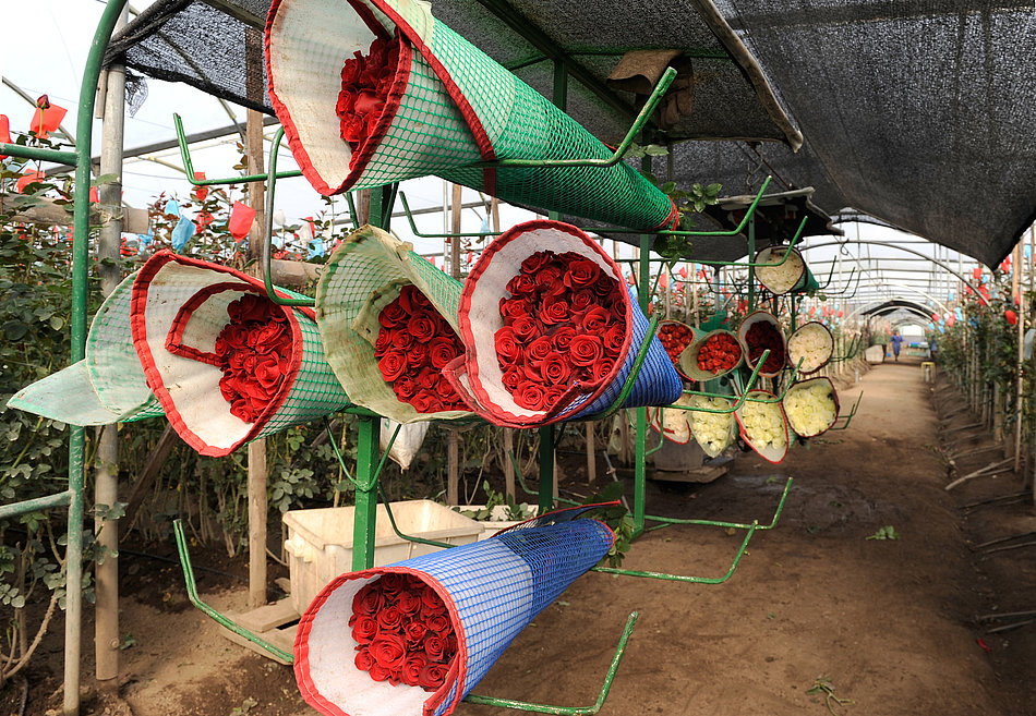 Several bouquets of red roses stored next to each other