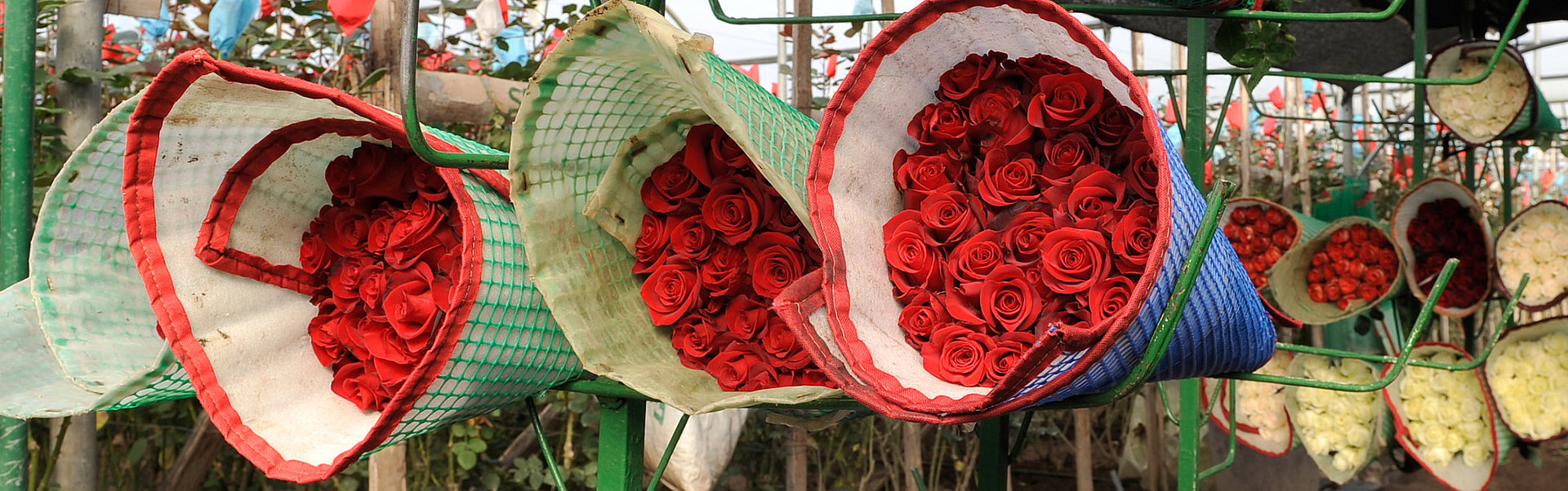Rosensträuße Mehrere Sträuße mit roten Rosen lagern nebeneinander