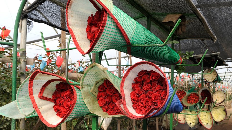 Mehrere Sträuße mit roten Rosen lagern nebeneinander