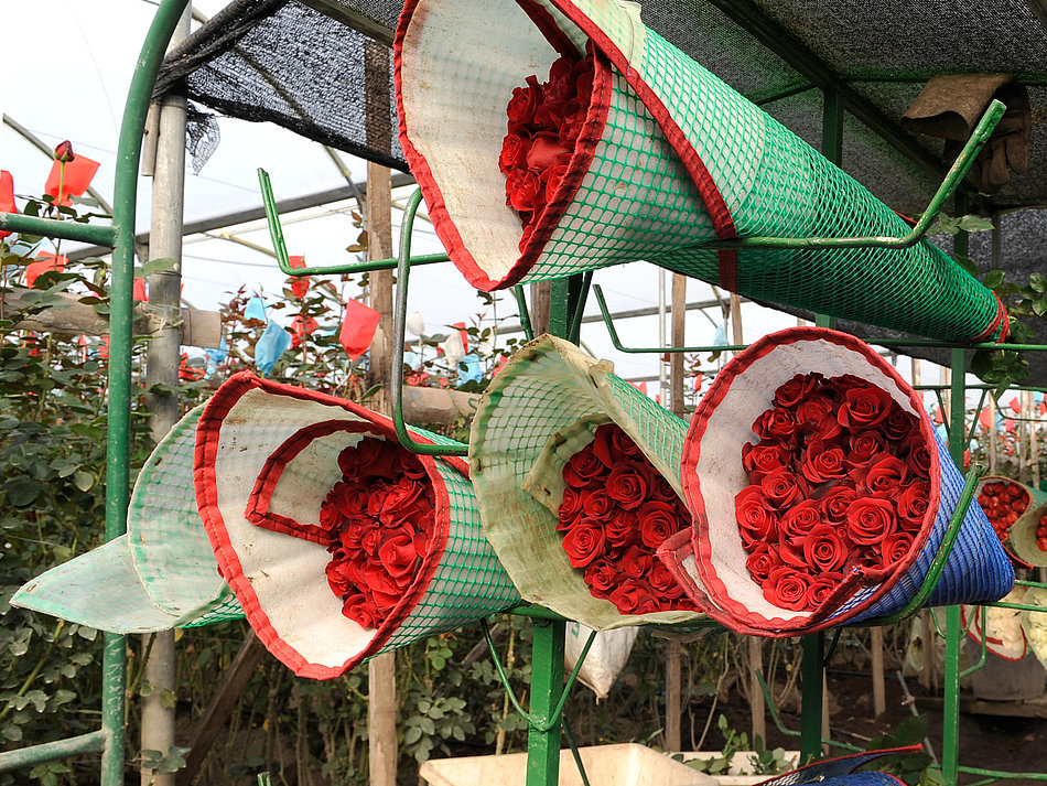 Mehrere Sträuße mit roten Rosen lagern nebeneinander