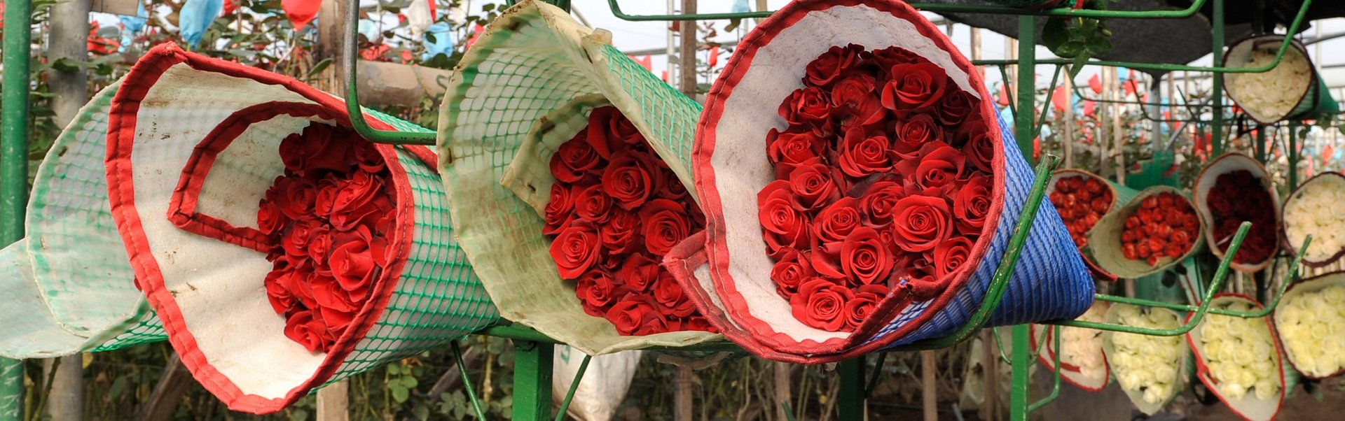 Mehrere Sträuße mit roten Rosen lagern nebeneinander