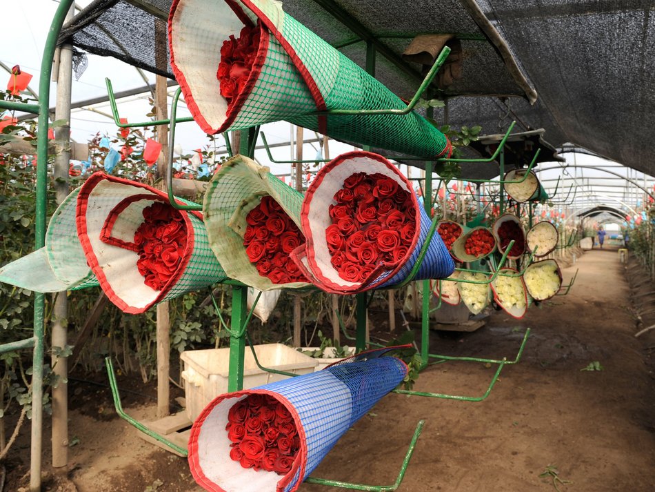 Mehrere Sträuße mit roten Rosen lagern nebeneinander