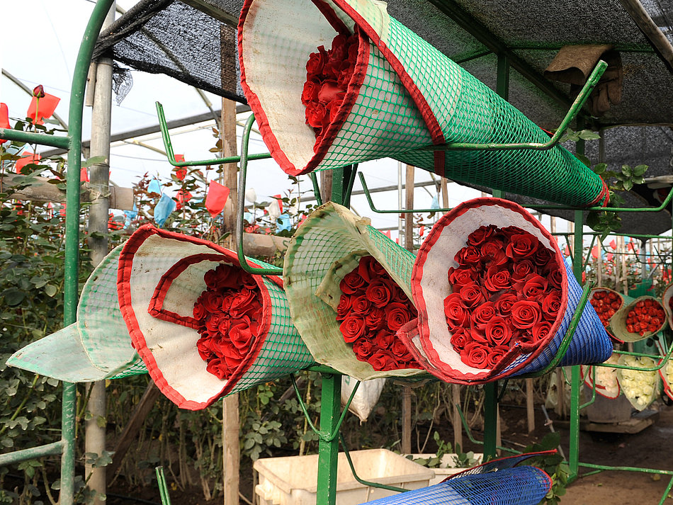 Mehrere Sträuße mit roten Rosen lagern nebeneinander